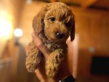 Dişi Red Toy Poodle
