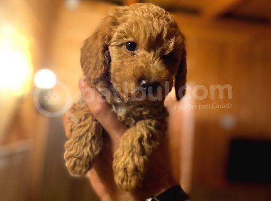 Dişi Red Toy Poodle görsel