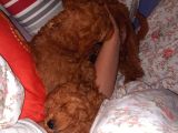 Dişi Red Toy Poodle