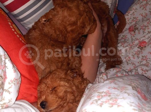 Dişi Red Toy Poodle görsel