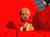 Safkan Toy Poodle Yavrularımız
