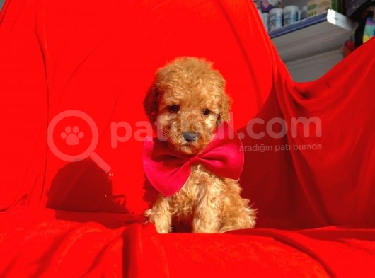 Safkan Toy Poodle Yavrularımız görsel