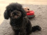 Yetişkin Dişi Silver Toy Poodle 2.5 Kg
