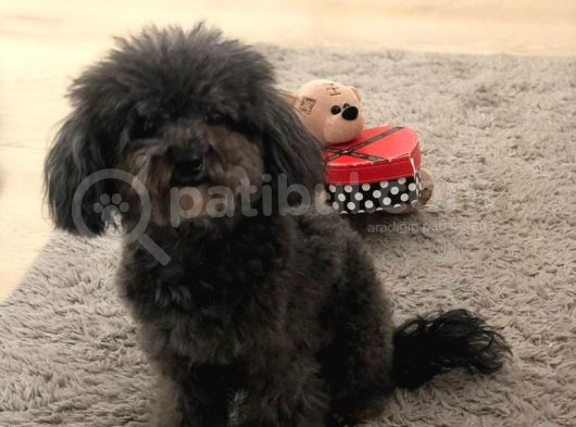 Yetişkin Dişi Silver Toy Poodle 2.5 Kg görsel