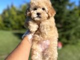 Safkan Toy Poodle Yavrularimiz