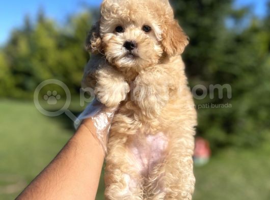 Safkan Toy Poodle Yavrularimiz görsel