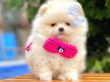 Safkan Teddy Surat Pomeranian Boo Yavrularımız