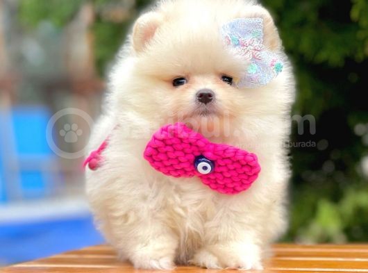 Safkan Teddy Surat Pomeranian Boo Yavrularımız görsel
