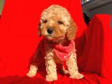 Safkan Toy Poodle Yavrularımız