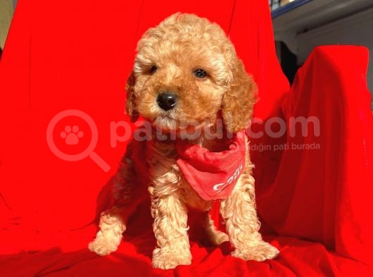 Safkan Toy Poodle Yavrularımız görsel