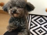 Yetişkin Dişi Silver Toy Poodle 2.5 Kg