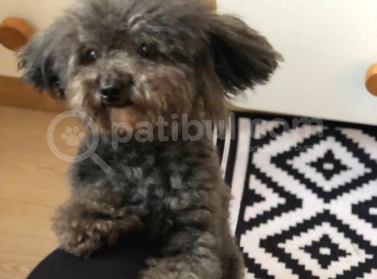 Yetişkin Dişi Silver Toy Poodle 2.5 Kg görsel