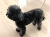 Yetişkin Dişi Silver Toy Poodle 2.5 Kg