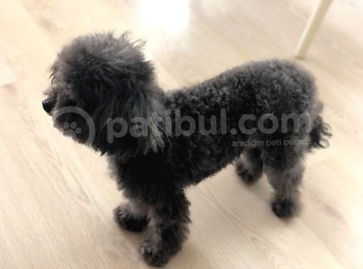 Yetişkin Dişi Silver Toy Poodle 2.5 Kg görsel