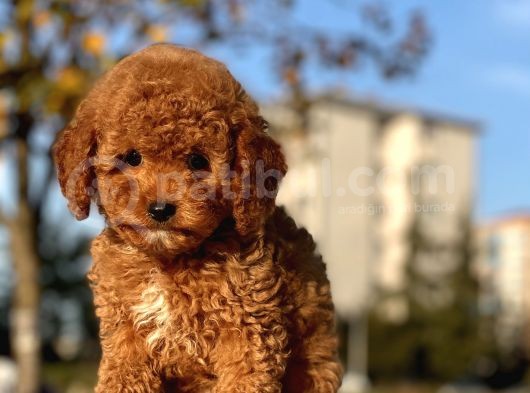 Muhtesem Surat Toy Poodle Yavrularimiz görsel
