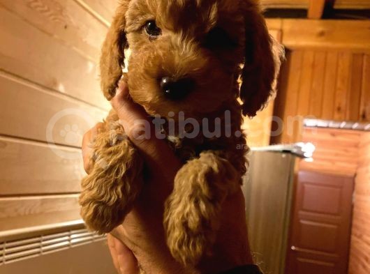 Dişi Red Toy Poodle görsel