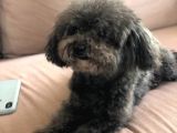 Yetişkin Dişi Silver Toy Poodle 2.5 Kg
