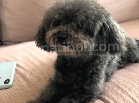 Yetişkin Dişi Silver Toy Poodle 2.5 Kg görsel