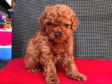 Safkan Toy Poodle Yavrularımız