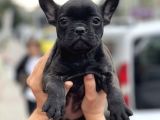Brindle French Bulldog Yavrularimiz Muhtesem