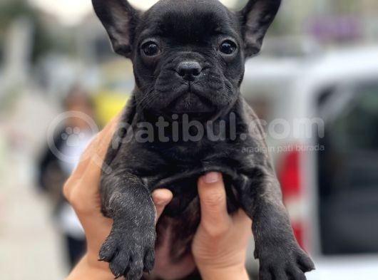 Brindle French Bulldog Yavrularimiz Muhtesem görsel