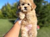 Safkan Toy Poodle Yavrularimiz