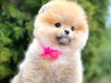 Safkan Teddy Surat Pomeranian Boo Yavrularımız