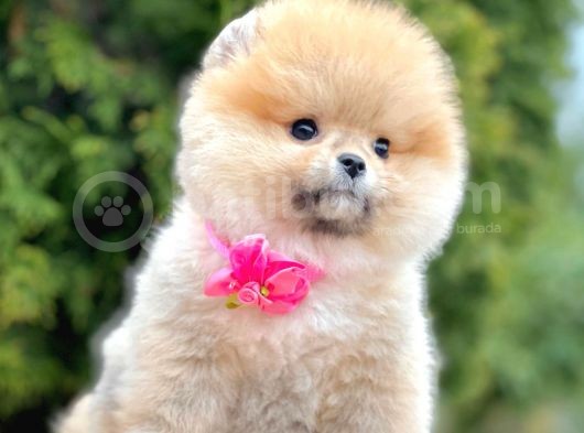 Safkan Teddy Surat Pomeranian Boo Yavrularımız görsel