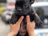 Brindle French Bulldog Yavrularimiz Muhtesem
