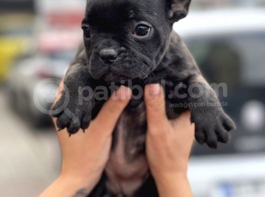Brindle French Bulldog Yavrularimiz Muhtesem görsel