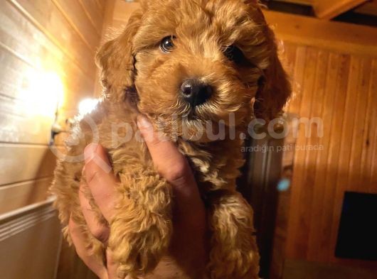 Dişi Red Toy Poodle görsel