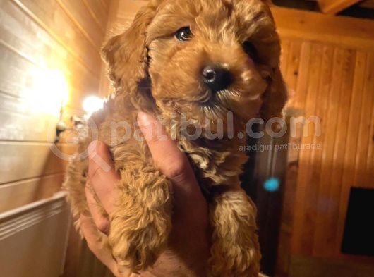 Dişi Red Toy Poodle görsel