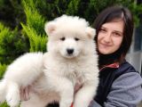 Samoyed Yavru Bursa Köpek Okulu