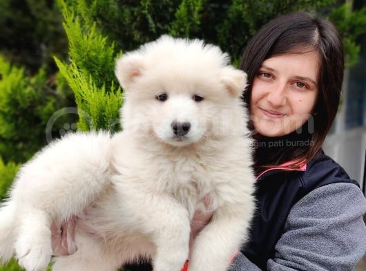 Samoyed Yavru Bursa Köpek Okulu