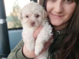 Maltipo Yavru Bursa Köpek Okulu