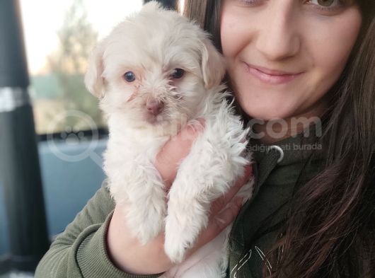 Maltipo Yavru Bursa Köpek Okulu görsel