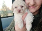 Maltipo Yavru Bursa Köpek Okulu
