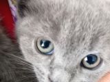Russian Blue 2 Aylık Erkek