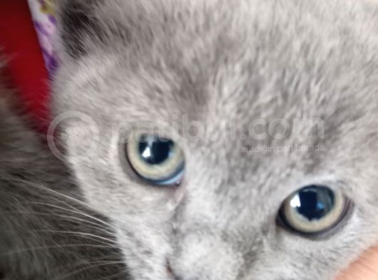 Russian Blue 2 Aylık Erkek görsel