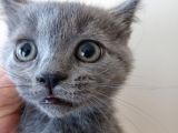 Russian Blue 2 Aylık Erkek