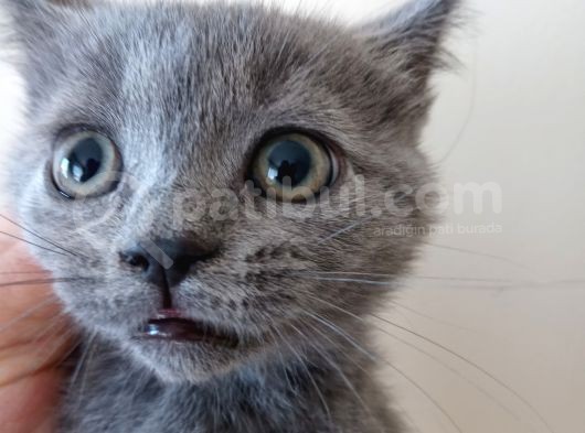 Russian Blue 2 Aylık Erkek görsel