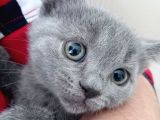 Russian Blue 2 Aylık Erkek