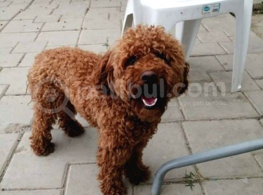 Maltipo Yavru Bursa Köpek Okulu görsel