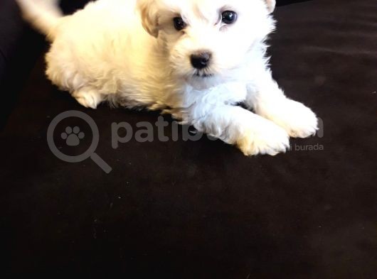 Maltese Terier 2 Aylık Dişi görsel