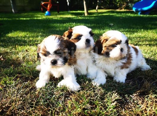 Shih Tzu Yavruları