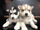 52 Günlük Sibirya Kurdu Husky Yavruları