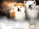 Japon Akita İnu Yavruları