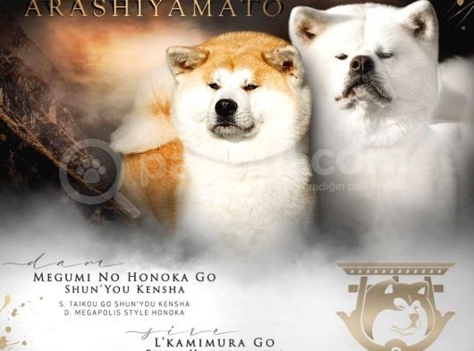 Japon Akita İnu Yavruları