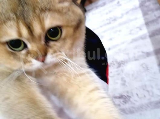 Şecereli̇ Golden  Erkek Scotish  Straight Ny11 görsel