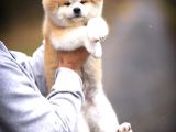 Japon Akita İnu Yavruları
